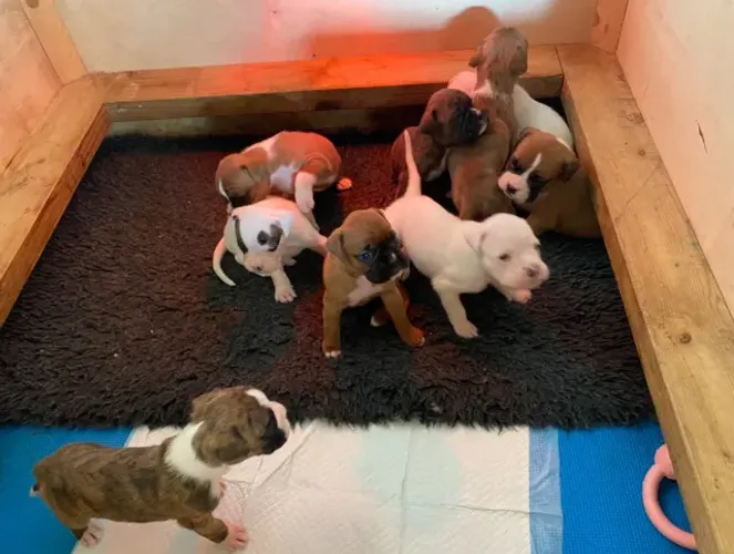 Boxer,Boxer Filhote Muito Amoroso e Dócil