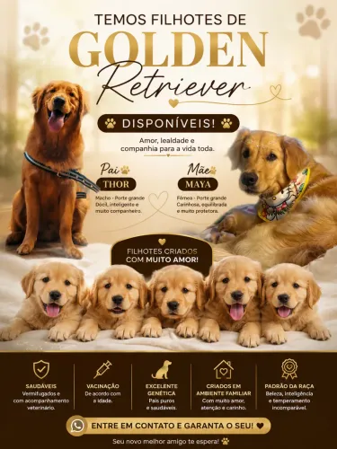 Filhotes de Golden retriever