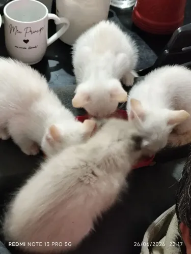 Gatinhos Machos pra doação responsável 