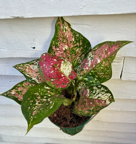 Aglaonema tricolor
