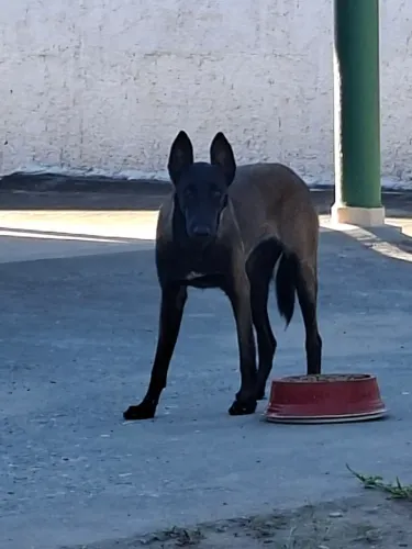 pastor belga malinois  FÊMEA  .