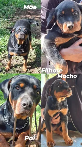 Vendo lindo filhote de rottweiler 