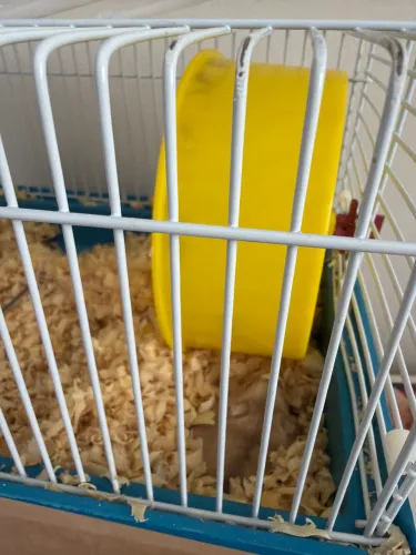 Doa se Mini Hamister