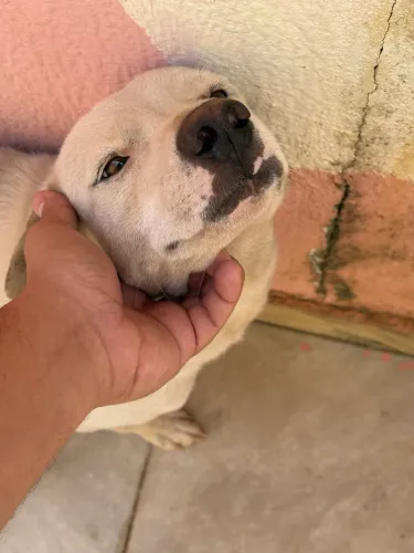 Cachorro pra adoção