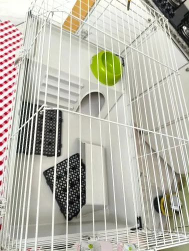 Goiala para coelhos grande e completa.