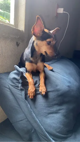 Eu estou vendendo essa pinscher tamanho 0+1