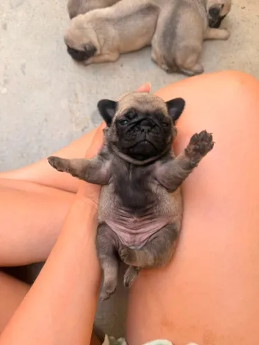 Filhotes de PUGS