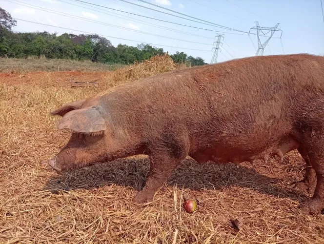 Vendo porco, reprodutores e leitões DUROC PO