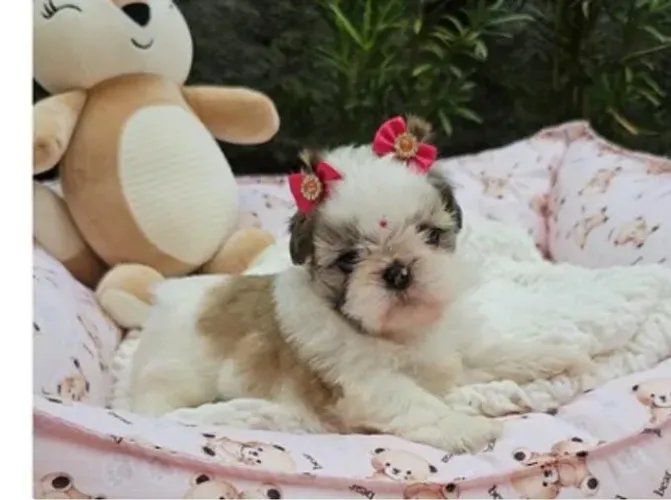 Shihtzu Mini Filhotes Bem Peludinhos.