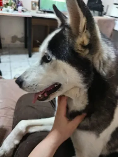 Husky siberiano filhotes