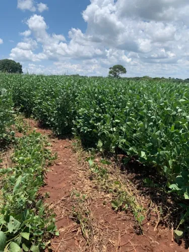  Fazenda Jaraguari-Ms Rochedo 142 hectares  108 Lavoura   