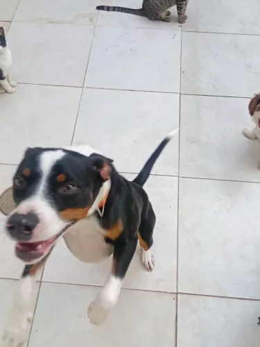 Doação de um cachorro nome( piter)