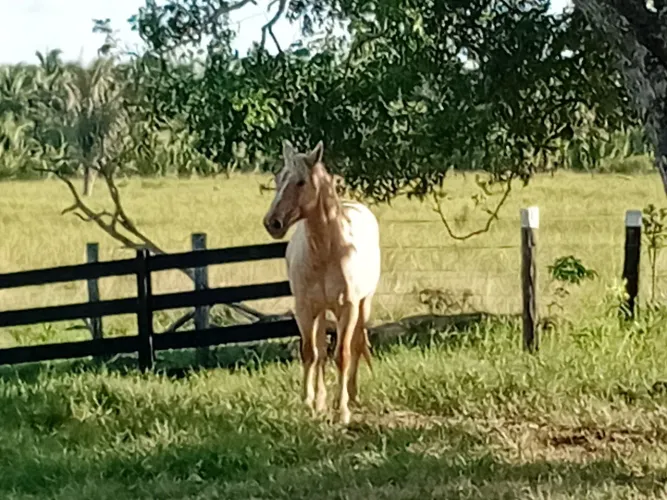 Cavalo macho, dócil, marchador, 