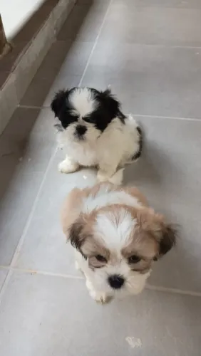 Filhotes de Lhasa Apso 