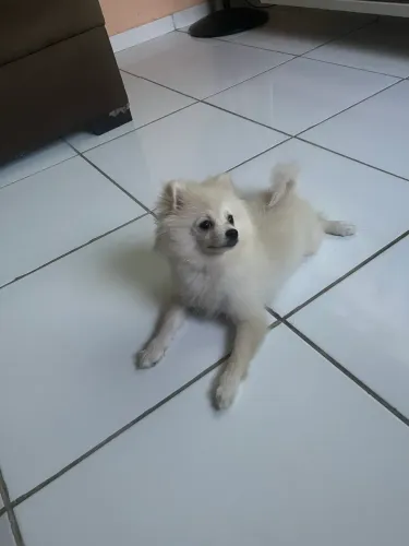 Filhote spitz alemão
