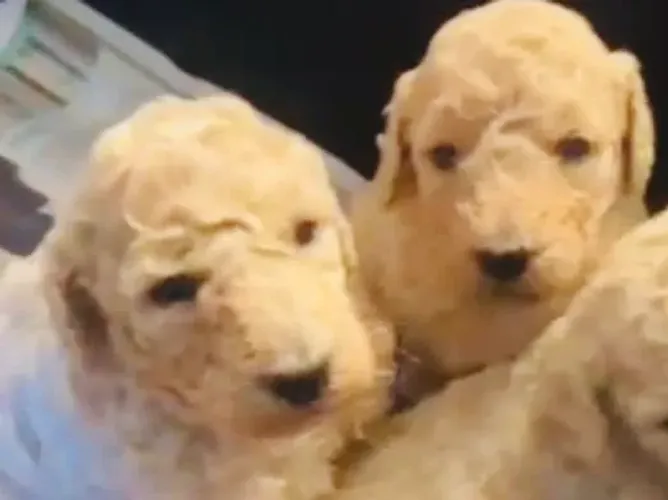 FiLHOTES POODLE PURO COR CREME 