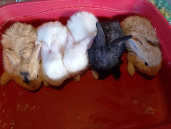 Coelhinhos lindos