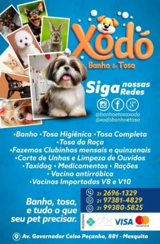 Filhote de yorkshire machinho, vacinas importadas em dia com carteirinha assinada 1,200