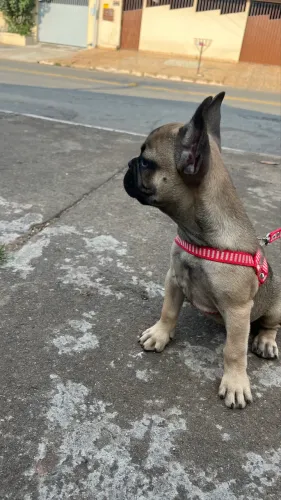 Filhote de buldogue francês