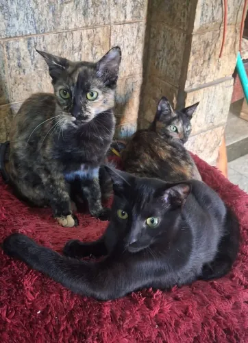 doação de gatos