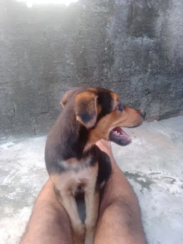 Cachorro filhote 