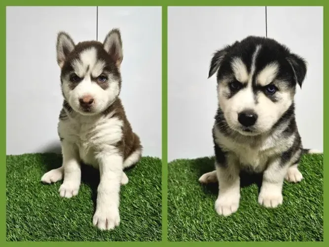 FILHOTES DE HUSKY SIBERIANO com PEDIGREE da CBKC! Machos e Fêmeas!!!