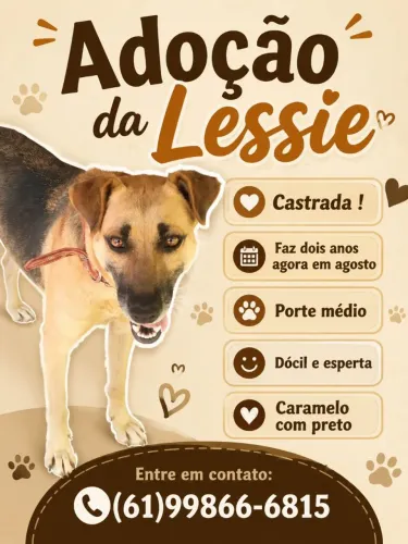 Doação cadela castrada Lessie (caramelo com preto)
