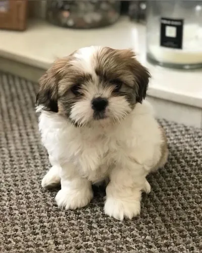 Lhasa Apso fofo e carinhoso