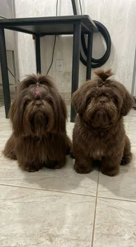 Filhotes de Shihtzu micro chocolate solido