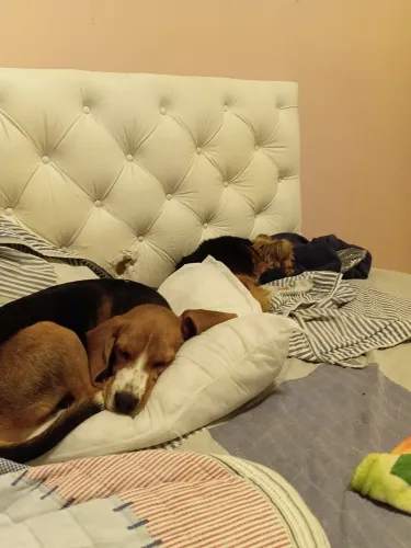 Filhotinho.de 4 meses.de beagle super esperto.