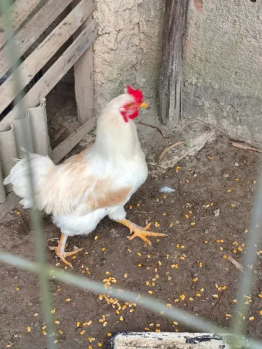 Vendo galo Raça Leghorn