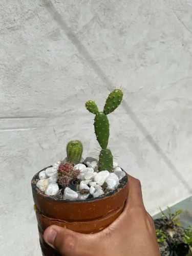 Cactos em vaso de barro