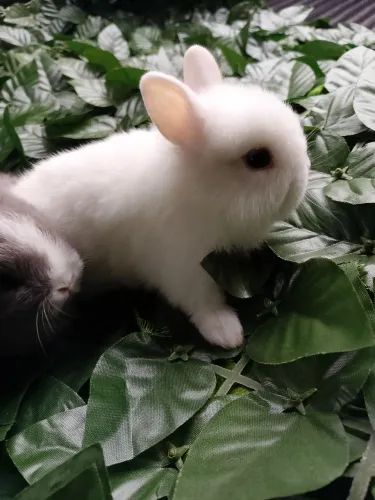 Mini coelho 