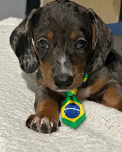 DACHSHUND ( SALSICHA) MACHO ARLEQUIM DISPONÍVEL