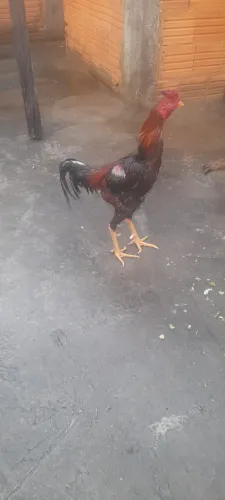 Galo indiio 
