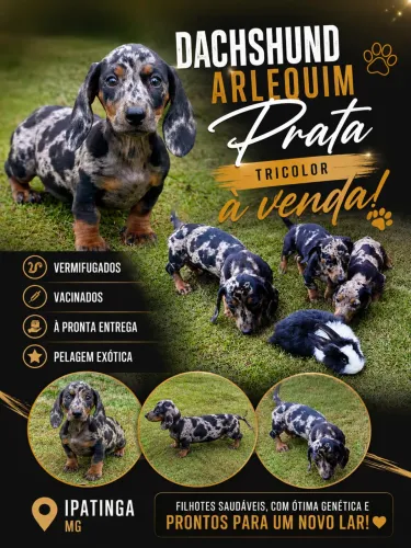Dachshund alerquim prata tricolor disponível 