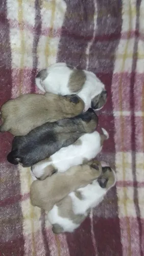 Shih Tzu Mini