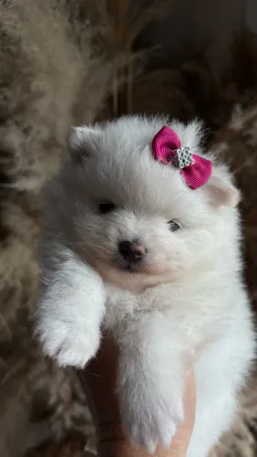 Spitz Alemão / Lulu da Pomerania