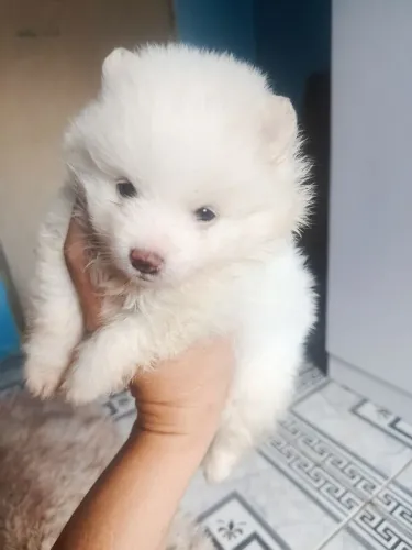 Vendo spitz alemão macho