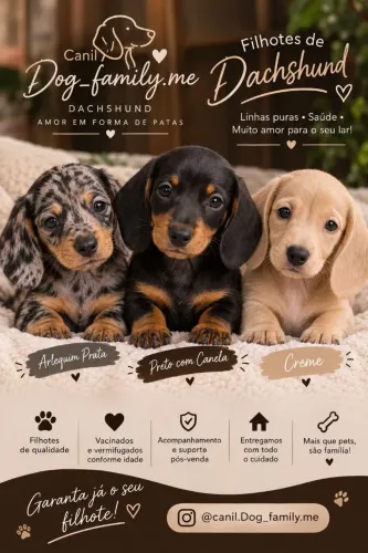 Filhotes Dachshund