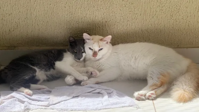 Zinza e branco 