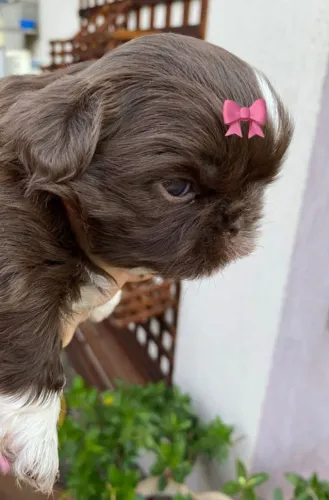 Lhasa Apso,Lhasa Apso Filhote Selecionado Alta Procedência