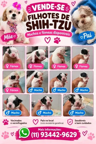 Vendo esse lindos filhotes de shitos