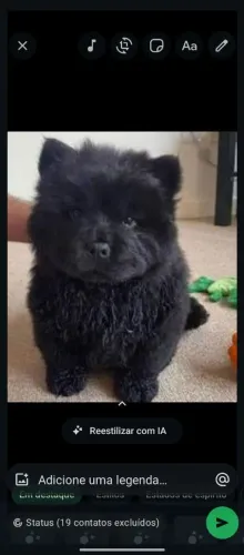 Chow chow