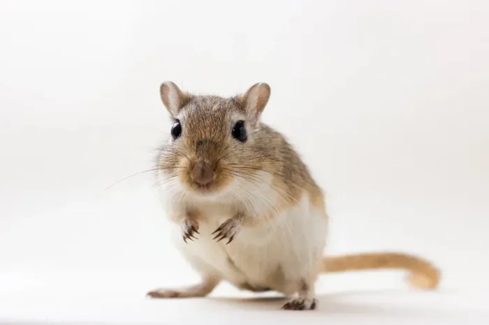 Gerbil