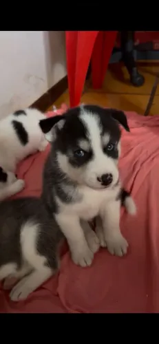 Filhotes Husky siberiano 