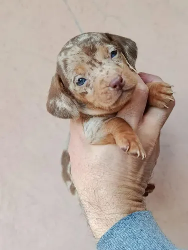 Dachshund