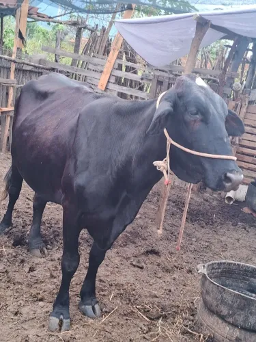 Vaca 