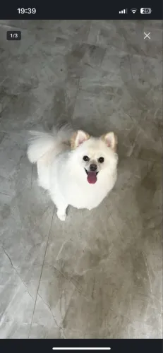 Spitz alemão Fêmea