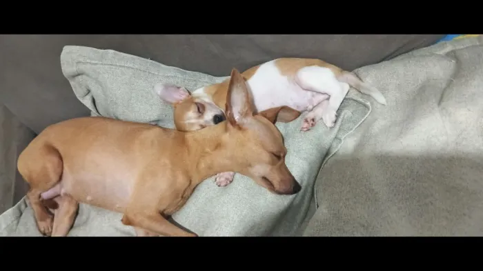 Pinscher macho 